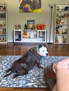 Kyah, a Adoptable Pit Bull Terrier in Richmond, VA image 3/3