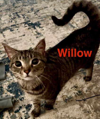 Willow, a Adoptable mixed breed in Lenhartsville, PA image 2/4