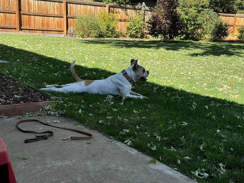 Pina Colada, a Adoptable mixed breed in Denver, CO image 2/6