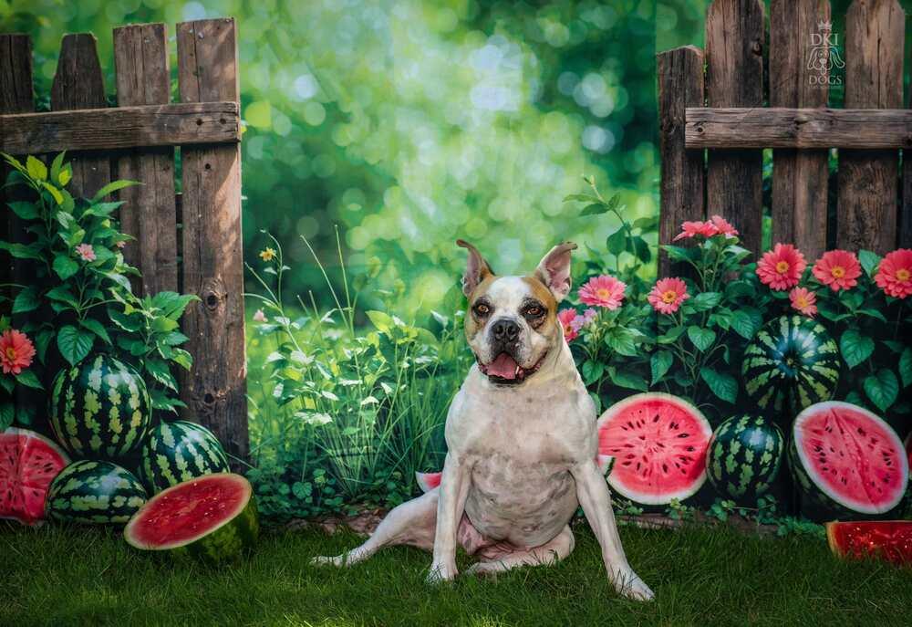 Pina Colada, a Adoptable mixed breed in Denver, CO image 3/6