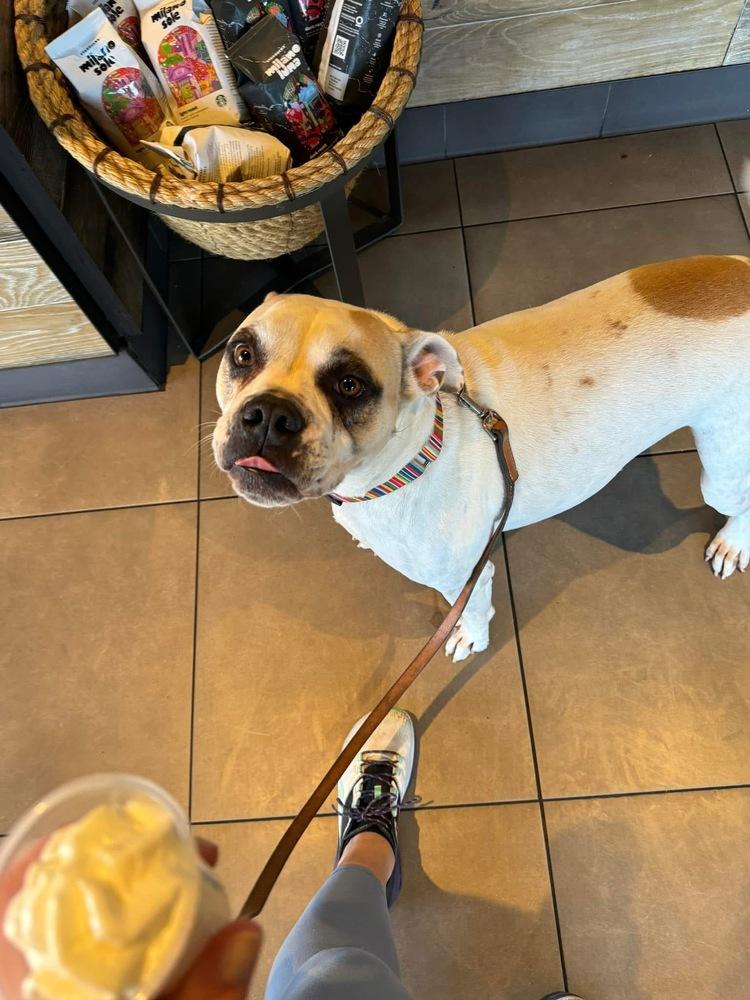 Pina Colada, a Adoptable mixed breed in Denver, CO image 5/6