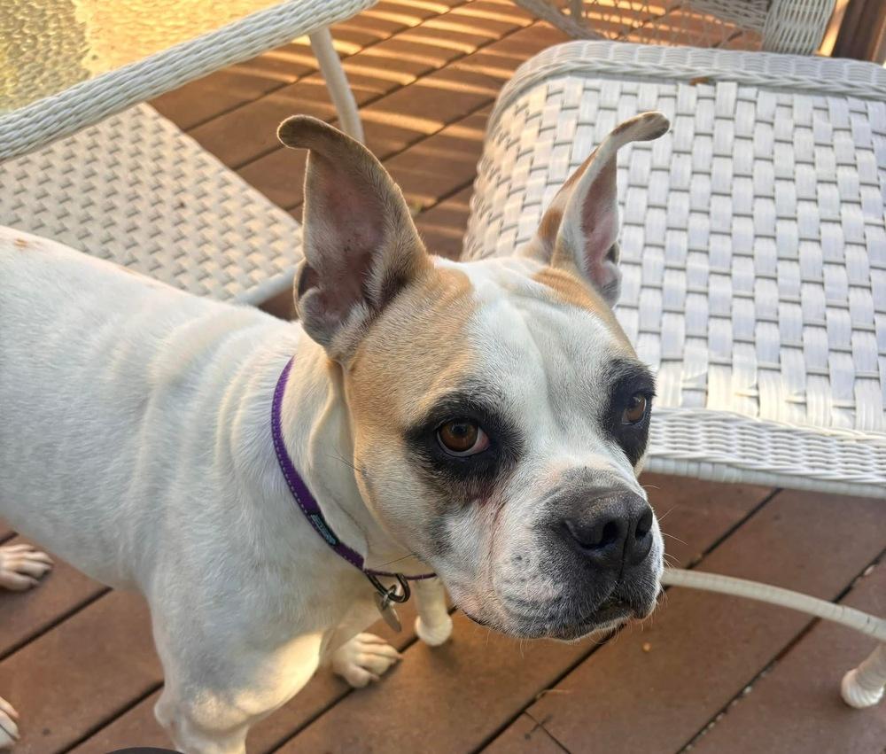 Pina Colada, a Adoptable mixed breed in Denver, CO image 6/6