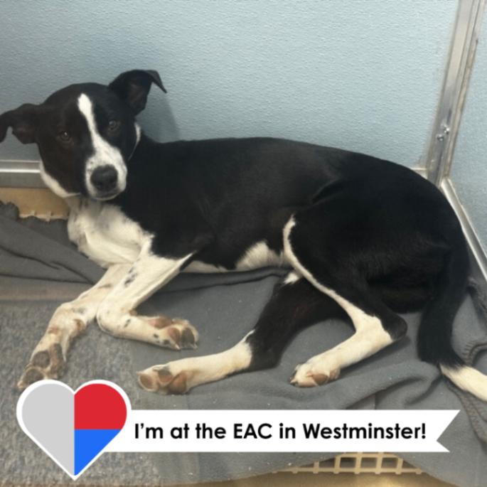 Inga, Adoptable, Young Female Mixed Breed.