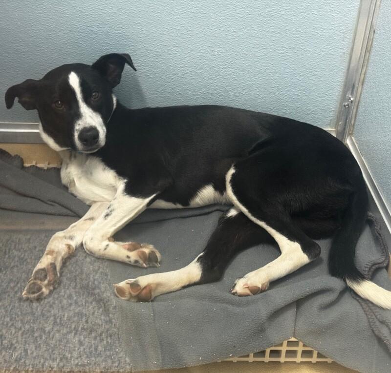 Inga, a Adoptable Mixed Breed in Westminster, CO image 2/2