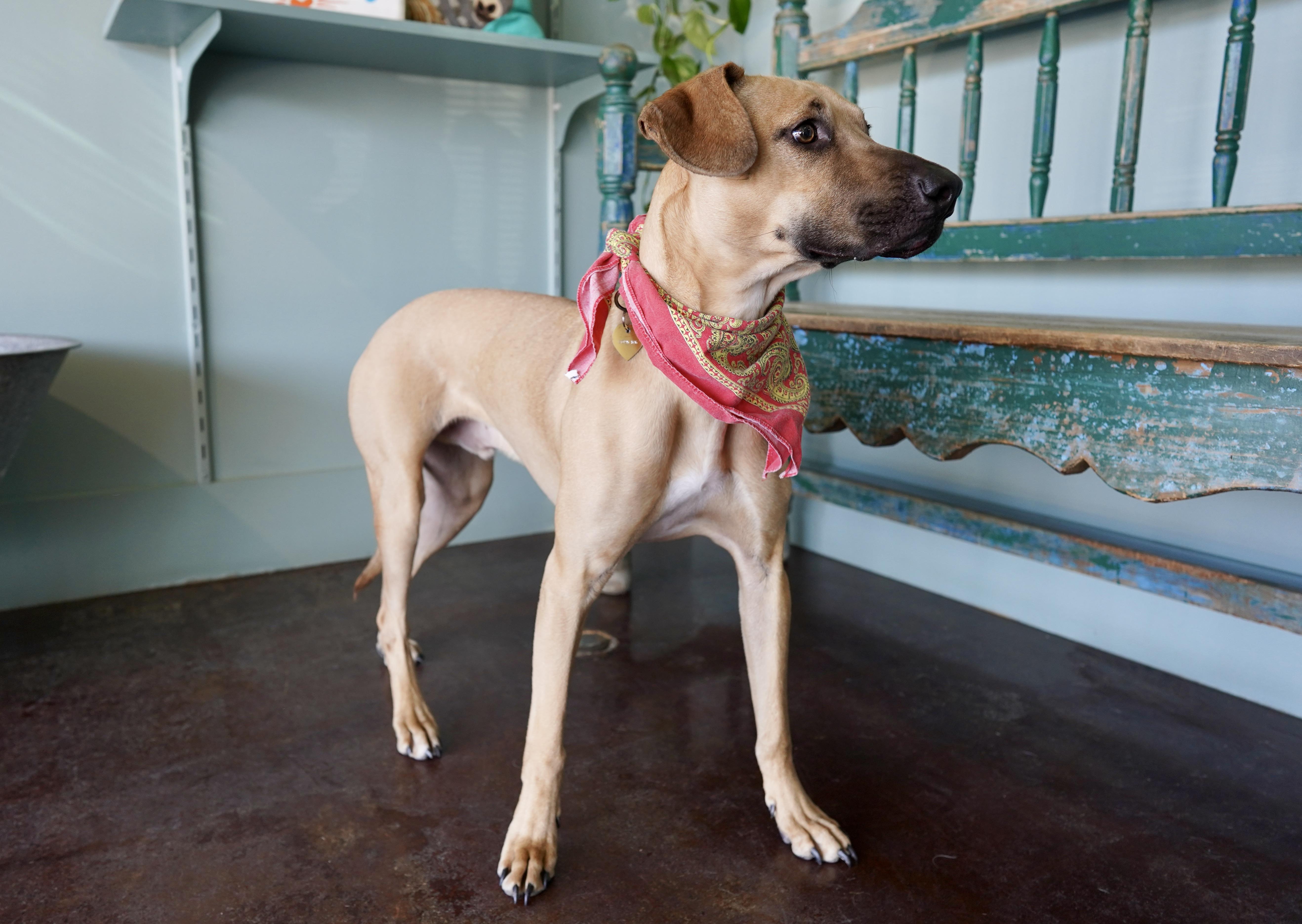Enlarge Major, a ADOPTABLE mixed breed in San Antonio, TX image 3/4