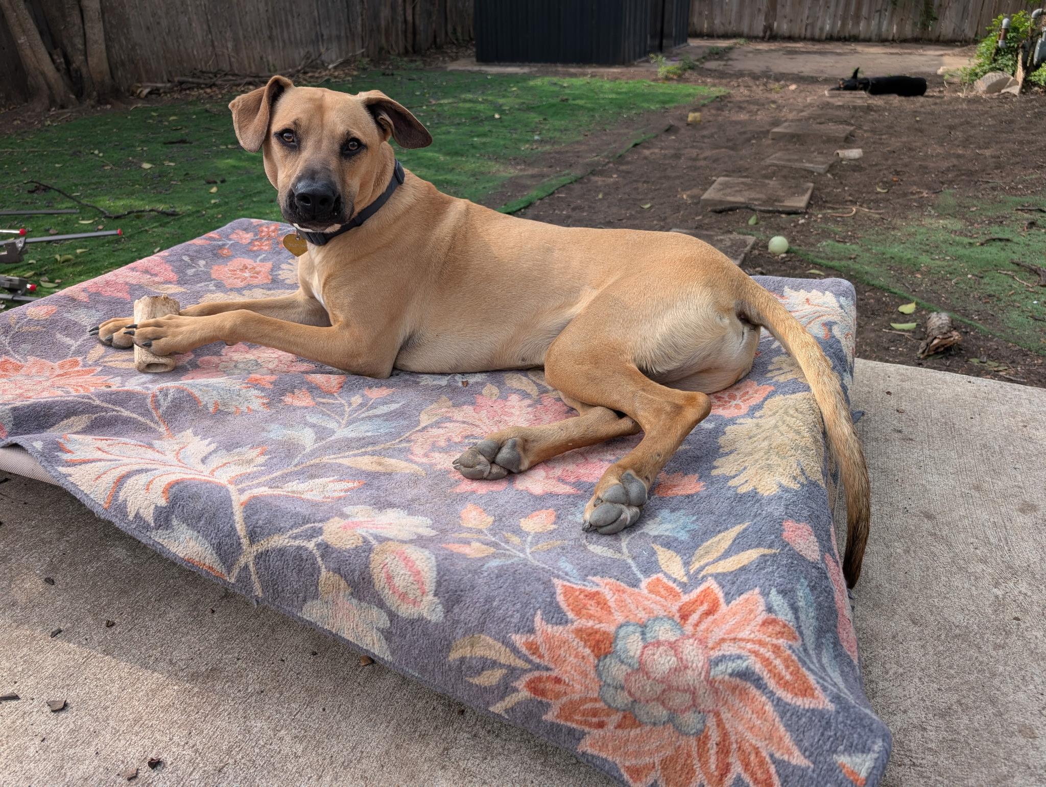 Enlarge Major, a ADOPTABLE mixed breed in San Antonio, TX image 5/6