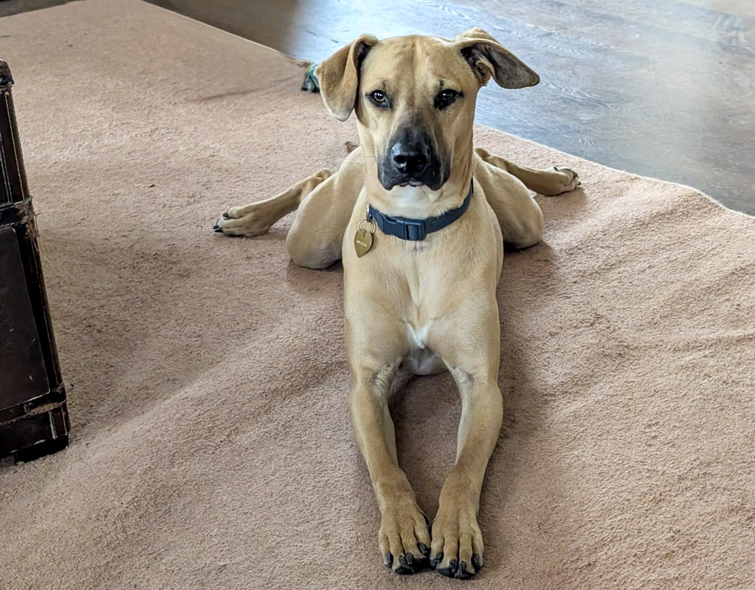 Enlarge Major, a ADOPTABLE mixed breed in San Antonio, TX image 6/6