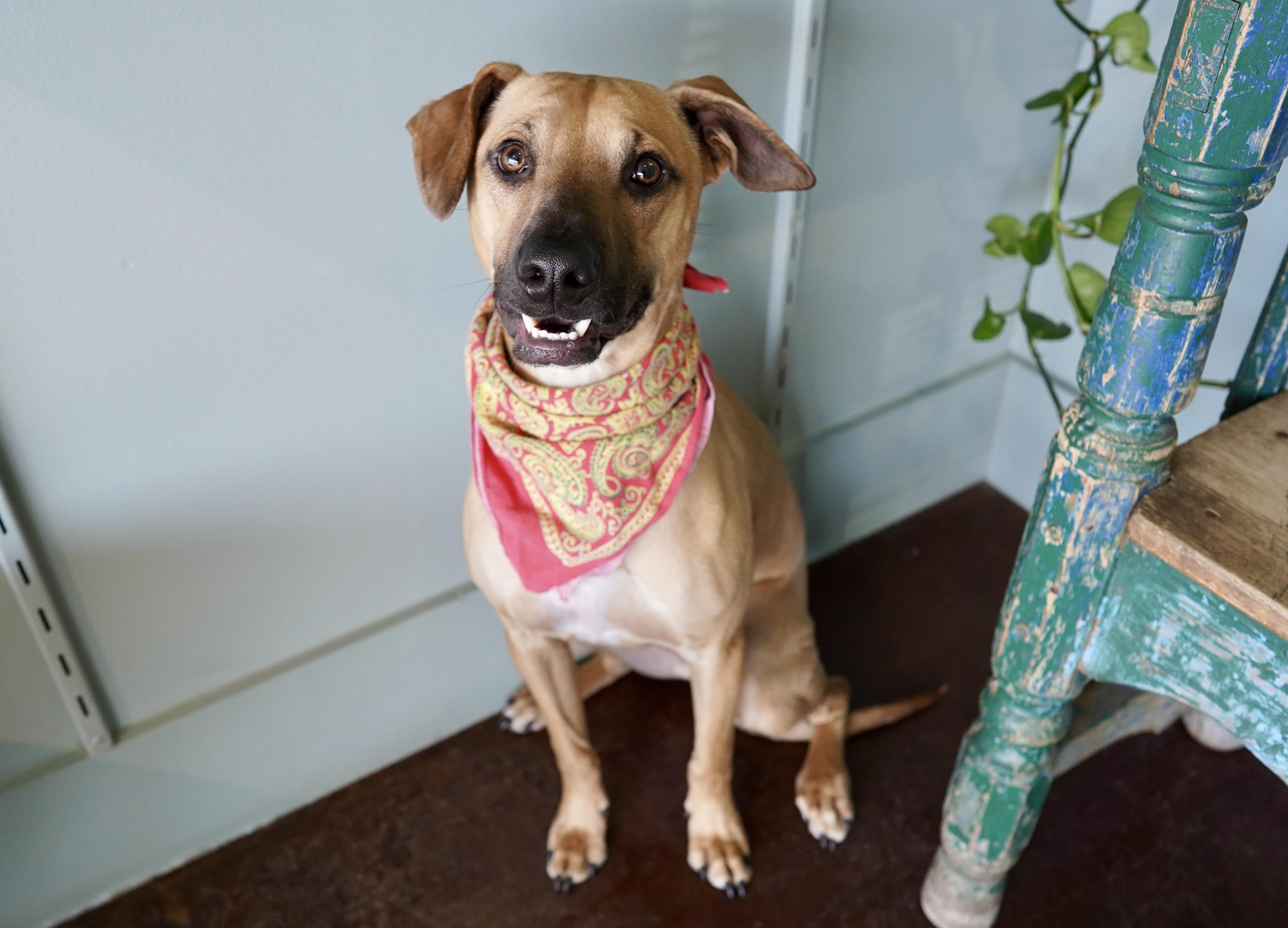 Enlarge Major, a ADOPTABLE mixed breed in San Antonio, TX image 4/4