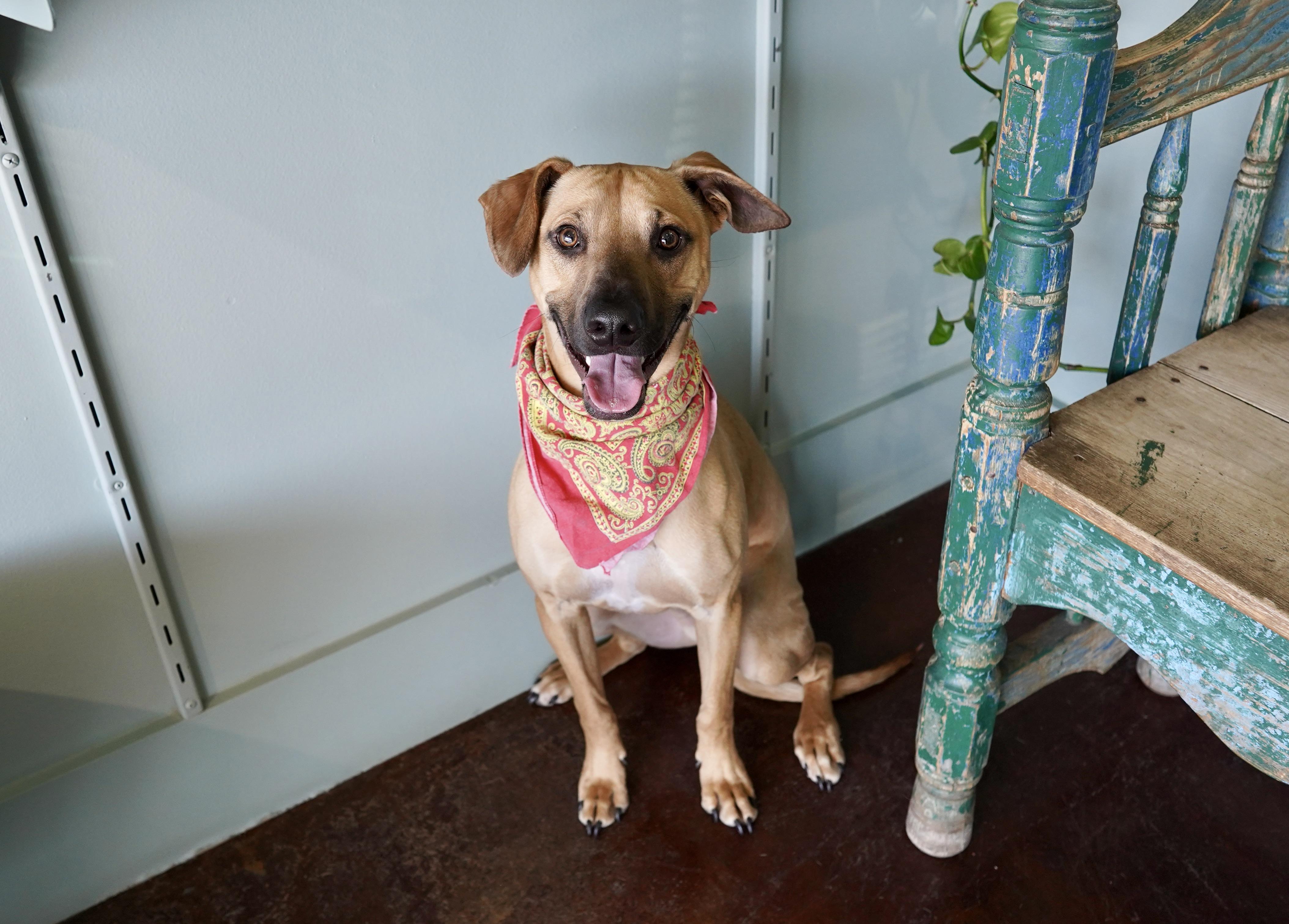 Enlarge Major, a ADOPTABLE mixed breed in San Antonio, TX image 1/4