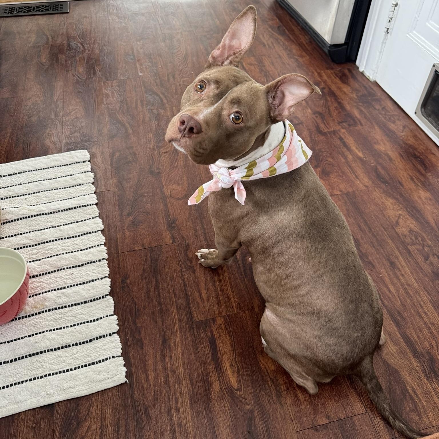 Enlarge Harper, a ADOPTABLE mixed breed in Detroit, MI image 2/5