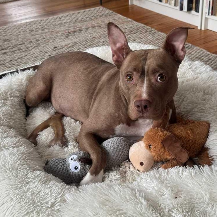 Harper, ADOPTABLE, Adult Female Mixed Breed & Pit Bull Terrier.