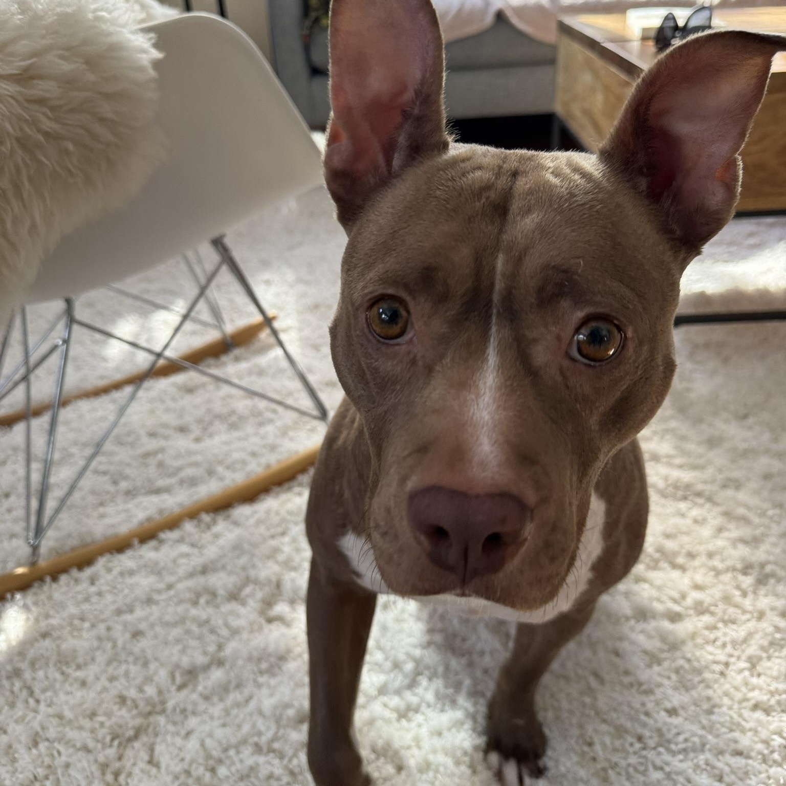Enlarge Harper, a ADOPTABLE mixed breed in Detroit, MI image 5/5