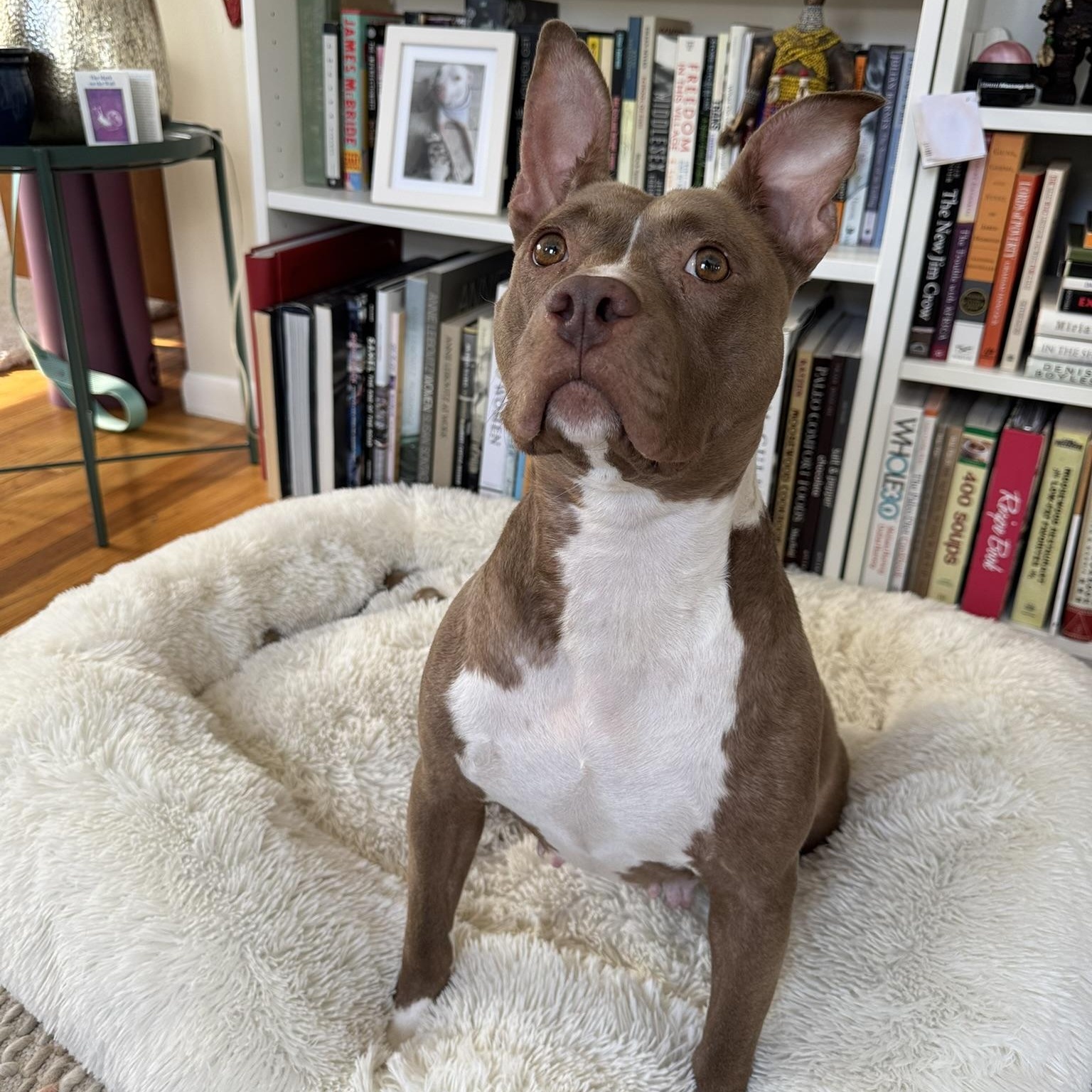 Enlarge Harper, a ADOPTABLE mixed breed in Detroit, MI image 3/5