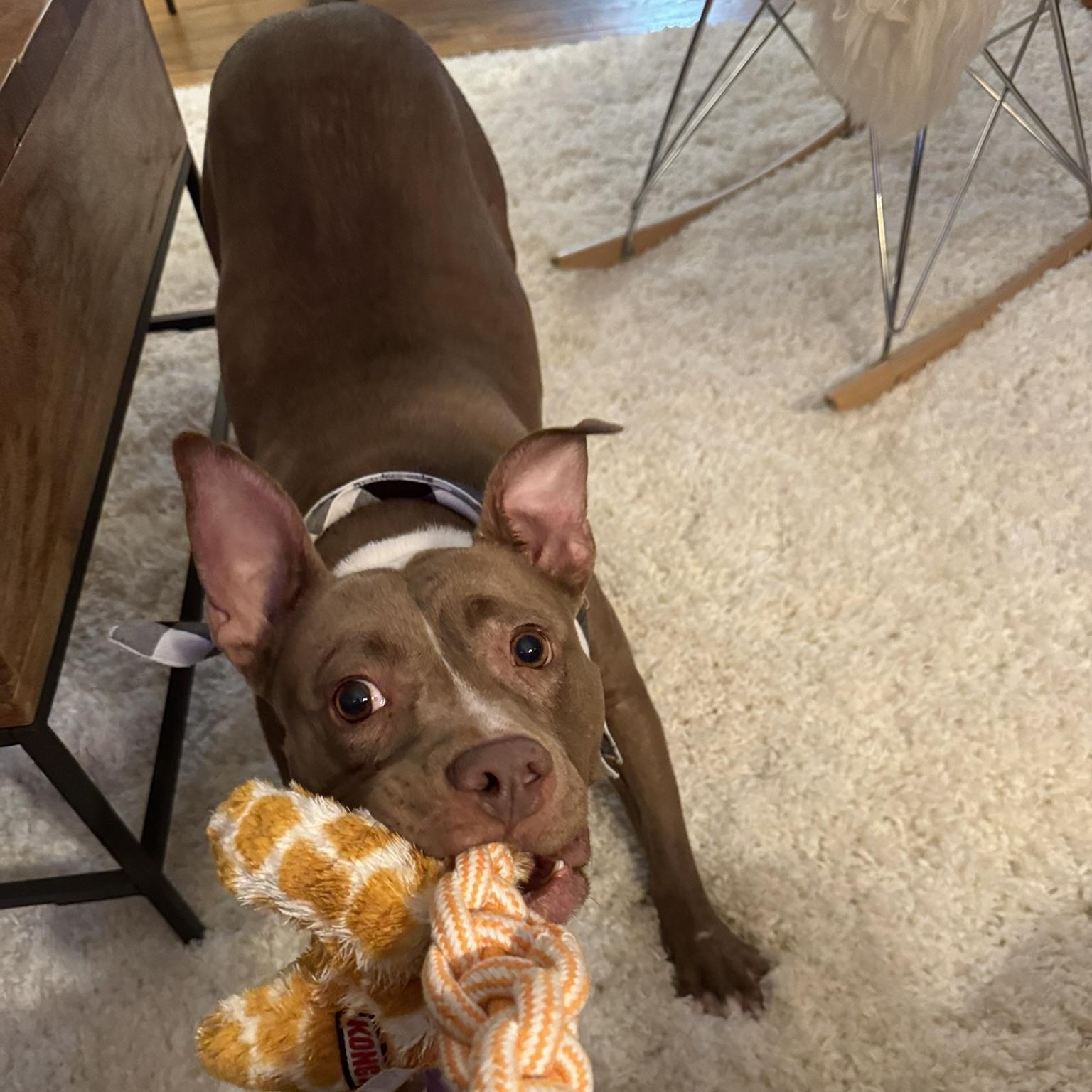 Enlarge Harper, a ADOPTABLE mixed breed in Detroit, MI image 4/5