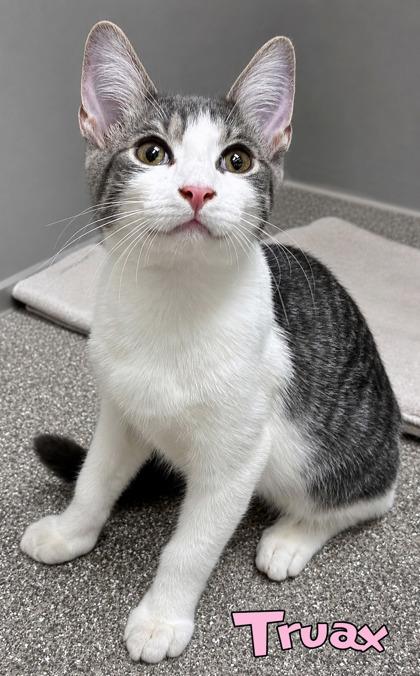 Truax, Adoptable, Kitten Male Domestic Short Hair & Domestic Short Hair.