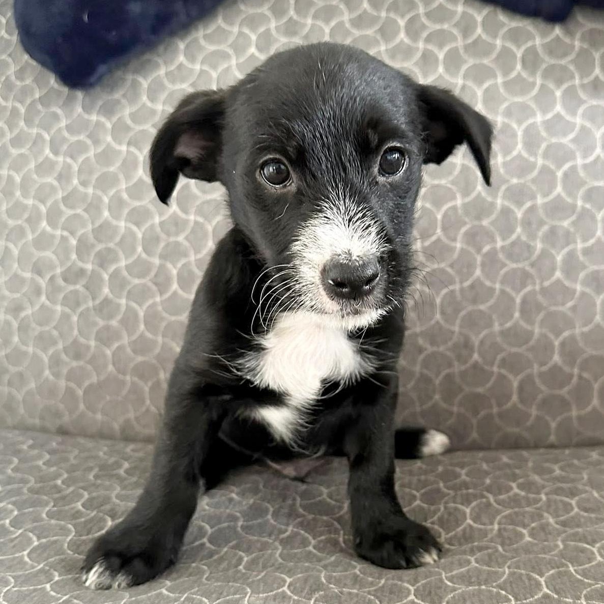 Saint- Needs a forever home!, Adopted, Puppy Male Dachshund & Terrier.
