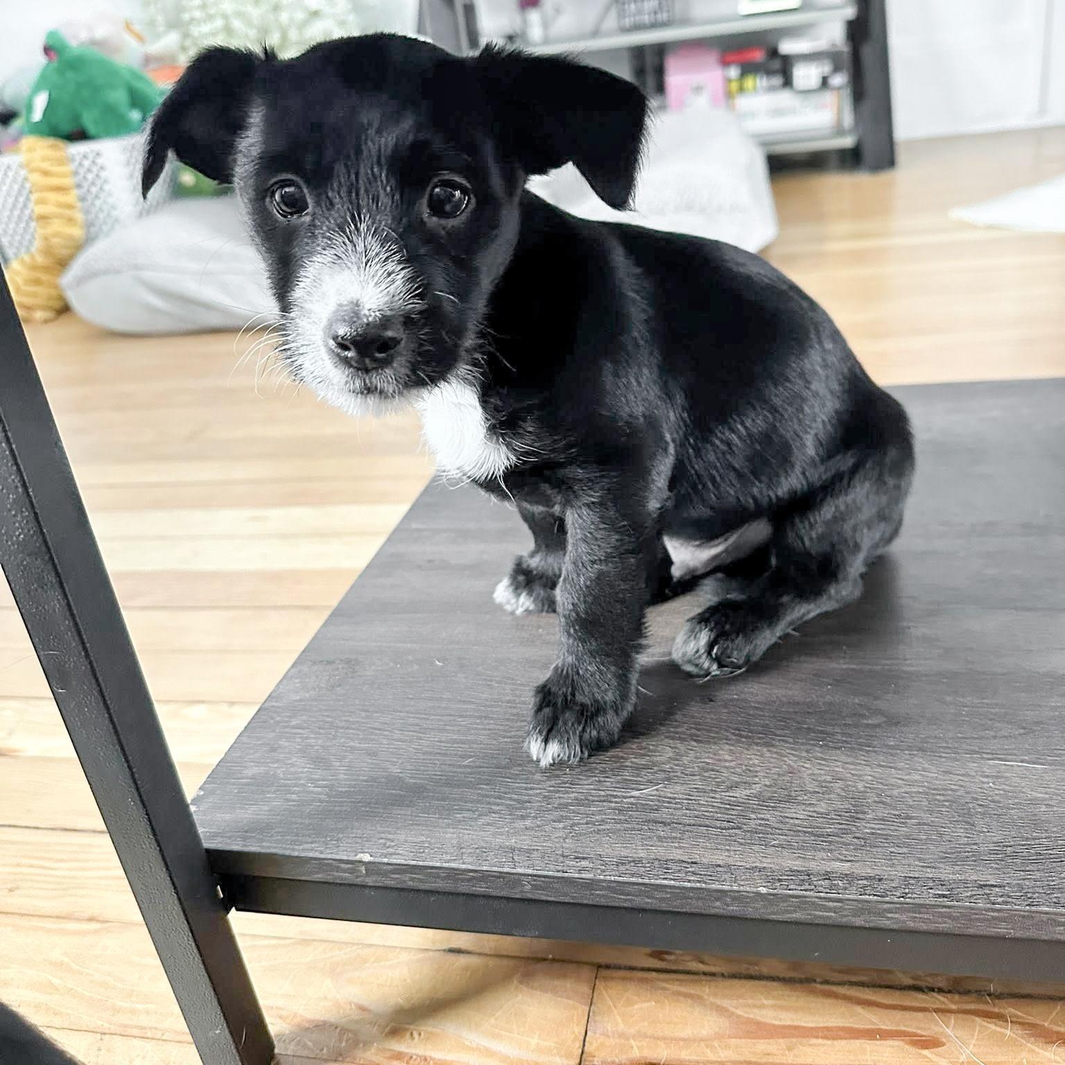 Enlarge Saint- Needs a forever home!, a Adopted mixed breed in Birmingham, MI image 2/2