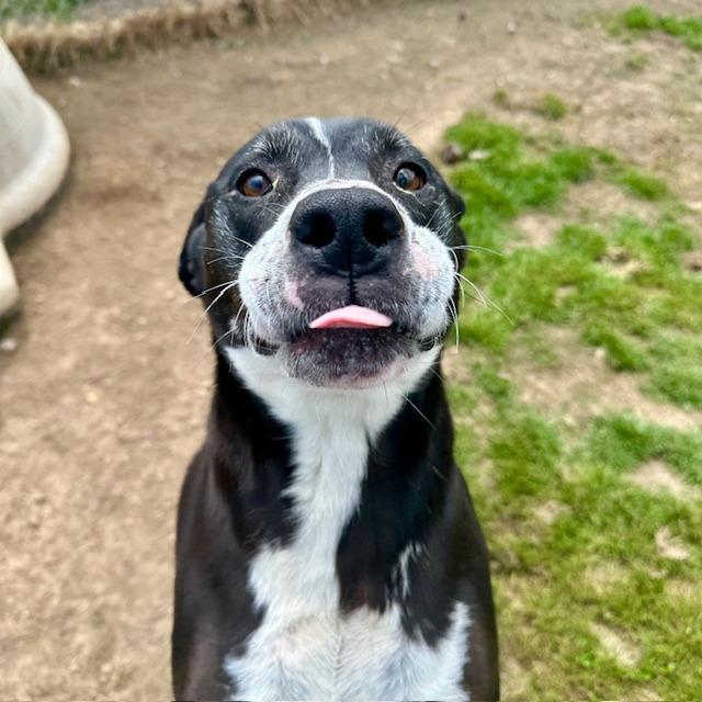 Dash, Adoptable, Senior Male Mixed Breed.
