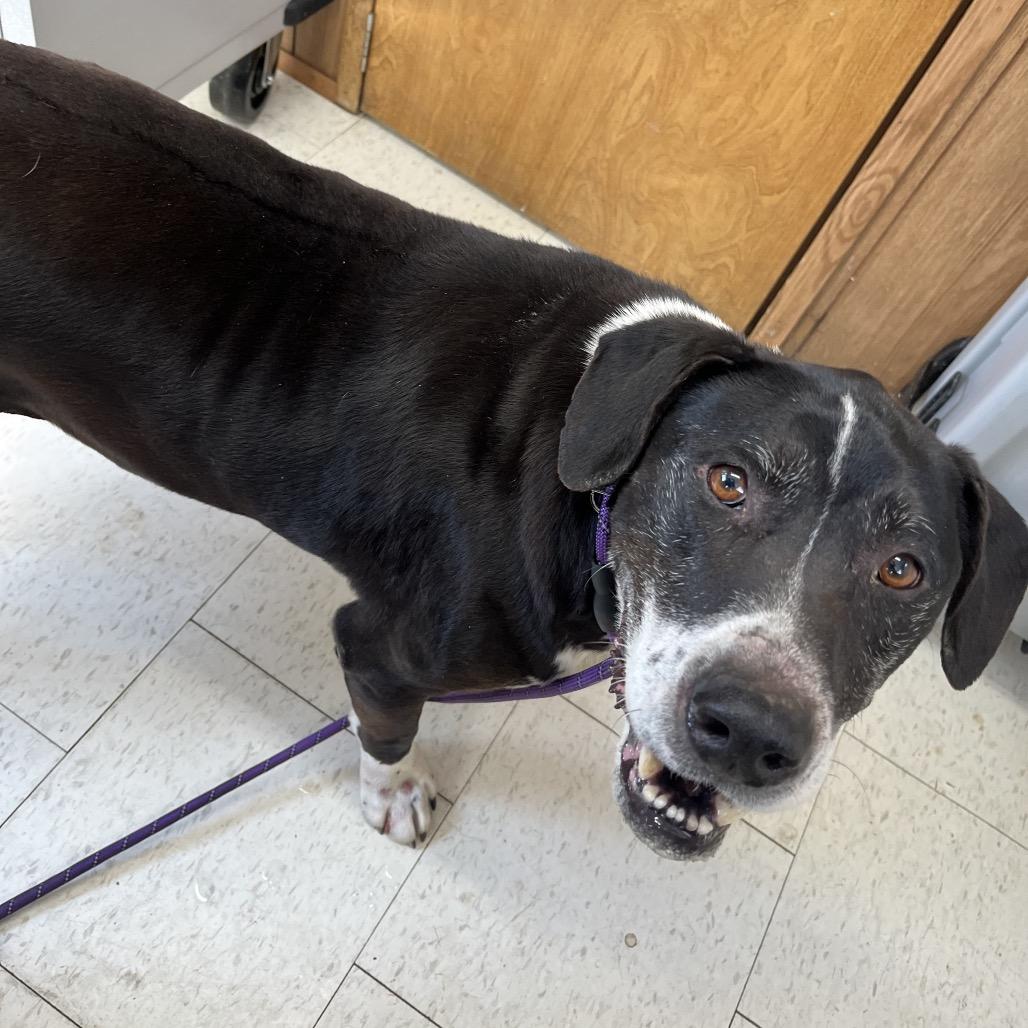 Dash, a Adoptable Mixed Breed in Columbiana, AL image 2/6