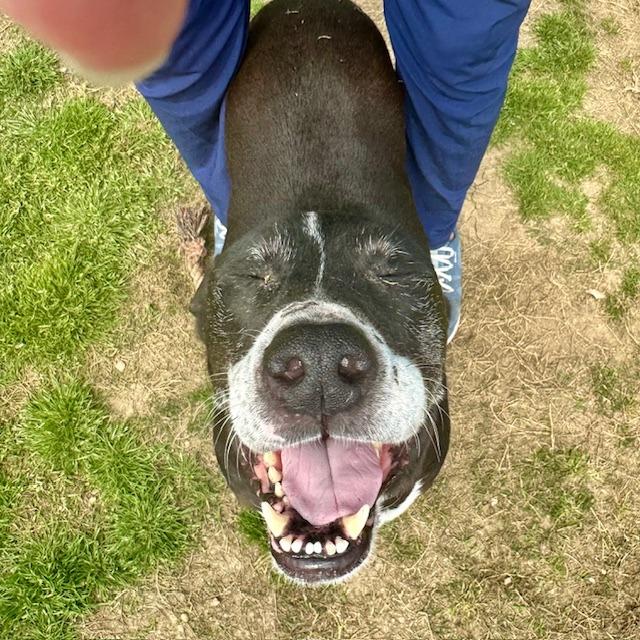 Dash, a Adoptable Mixed Breed in Columbiana, AL image 3/6