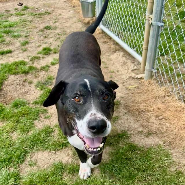 Dash, a Adoptable Mixed Breed in Columbiana, AL image 4/6