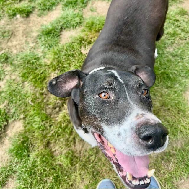 Dash, a Adoptable Mixed Breed in Columbiana, AL image 5/6
