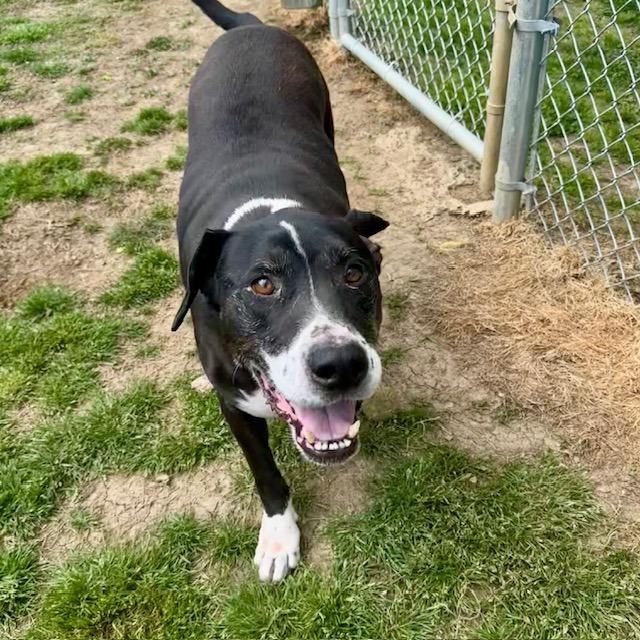 Dash, a Adoptable Mixed Breed in Columbiana, AL image 6/6