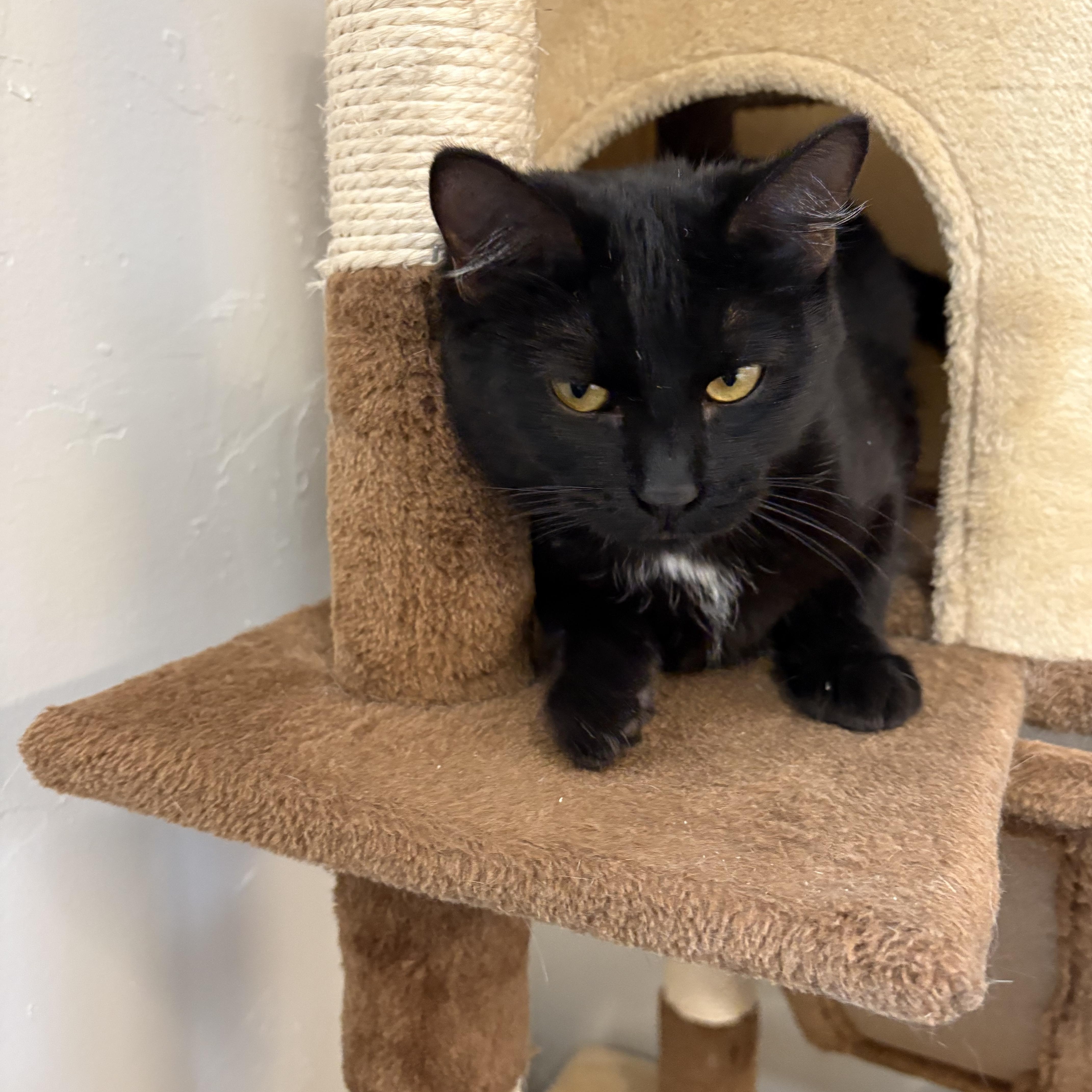 Birdie, Adoptable, Young Female Domestic Short Hair.