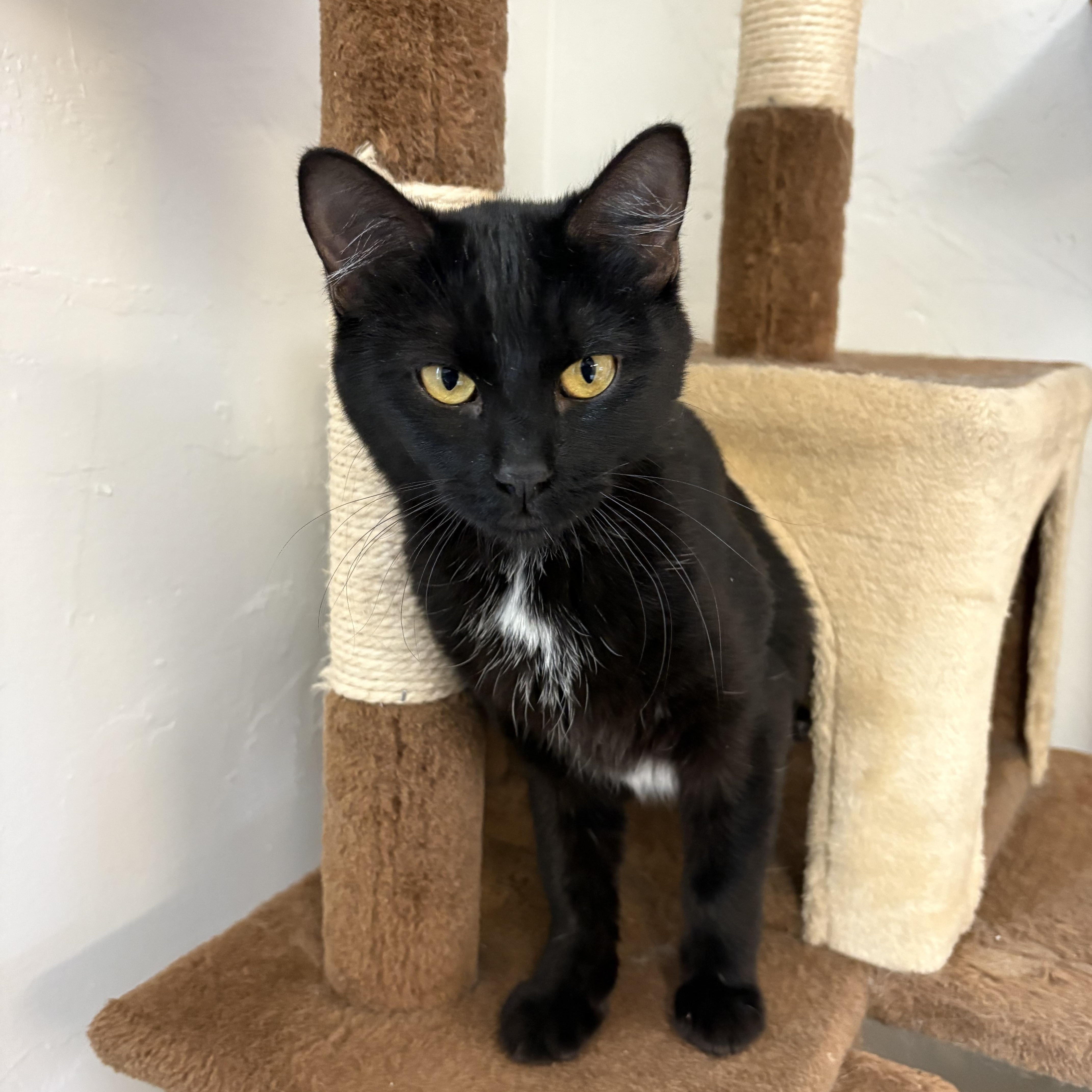 Birdie, a Adoptable Domestic Short Hair in Carson City, NV image 2/2