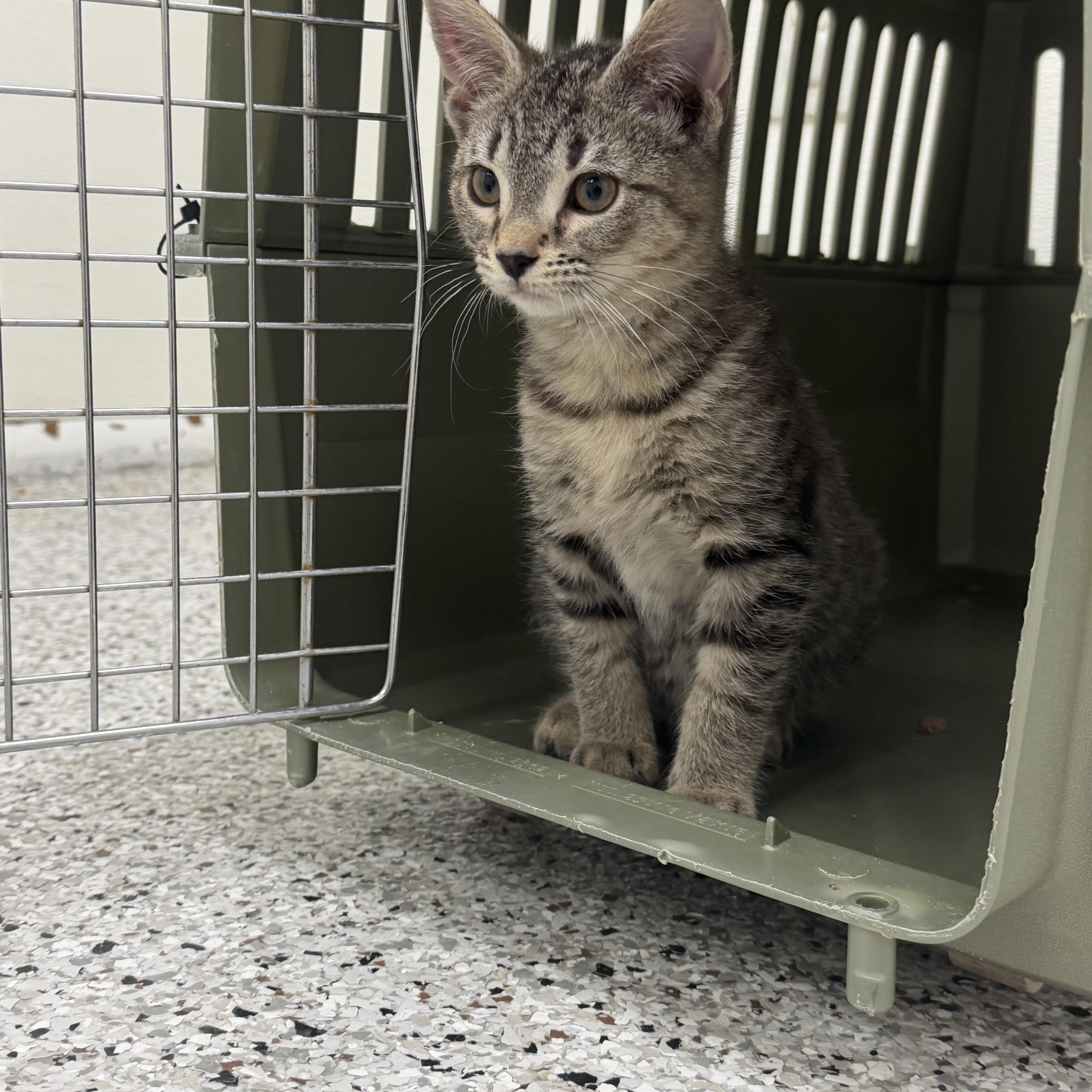 Enlarge Chai, an adopted mixed breed in Mount Pleasant, MI image 2/2