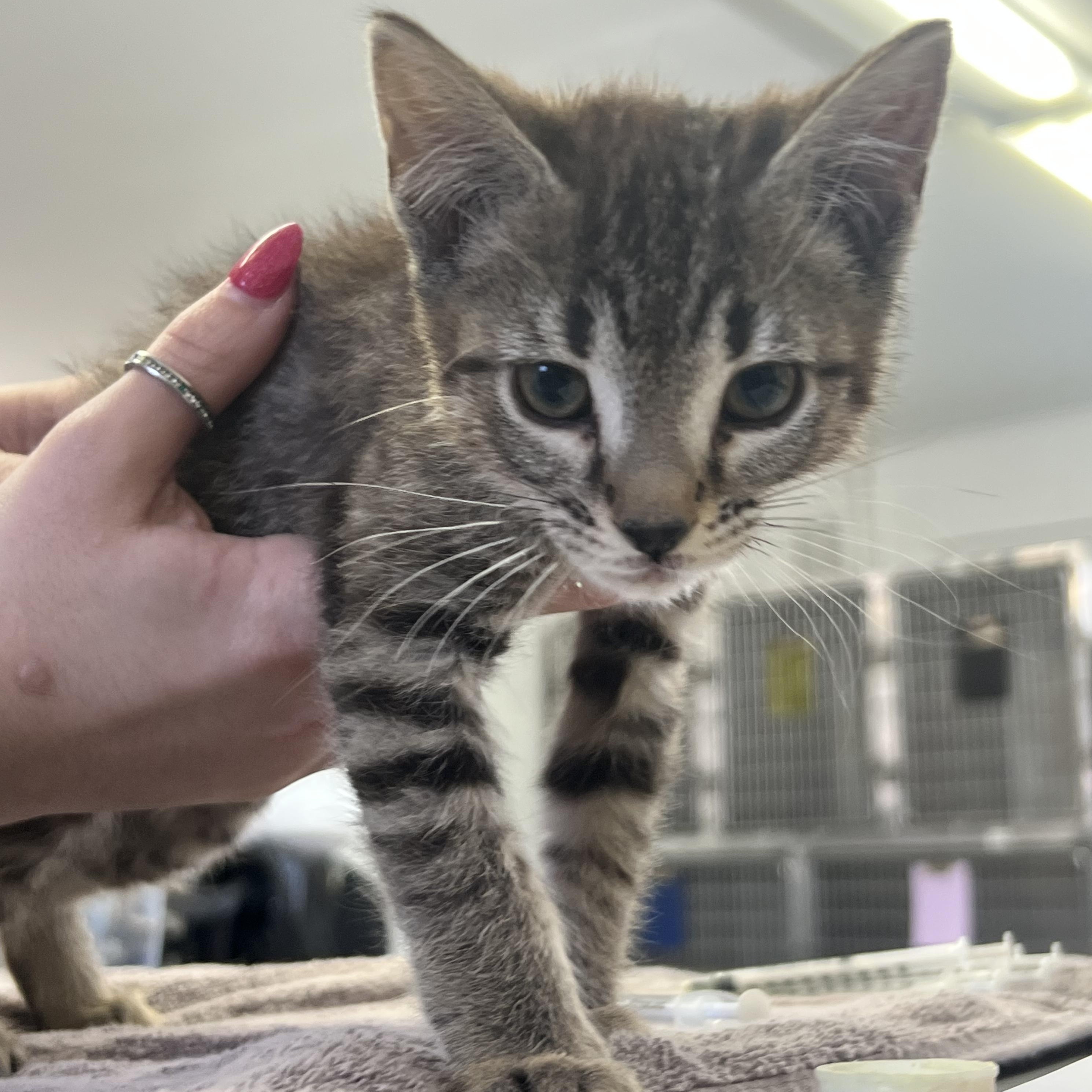 Enlarge Chai, an adopted mixed breed in Mount Pleasant, MI image 1/2