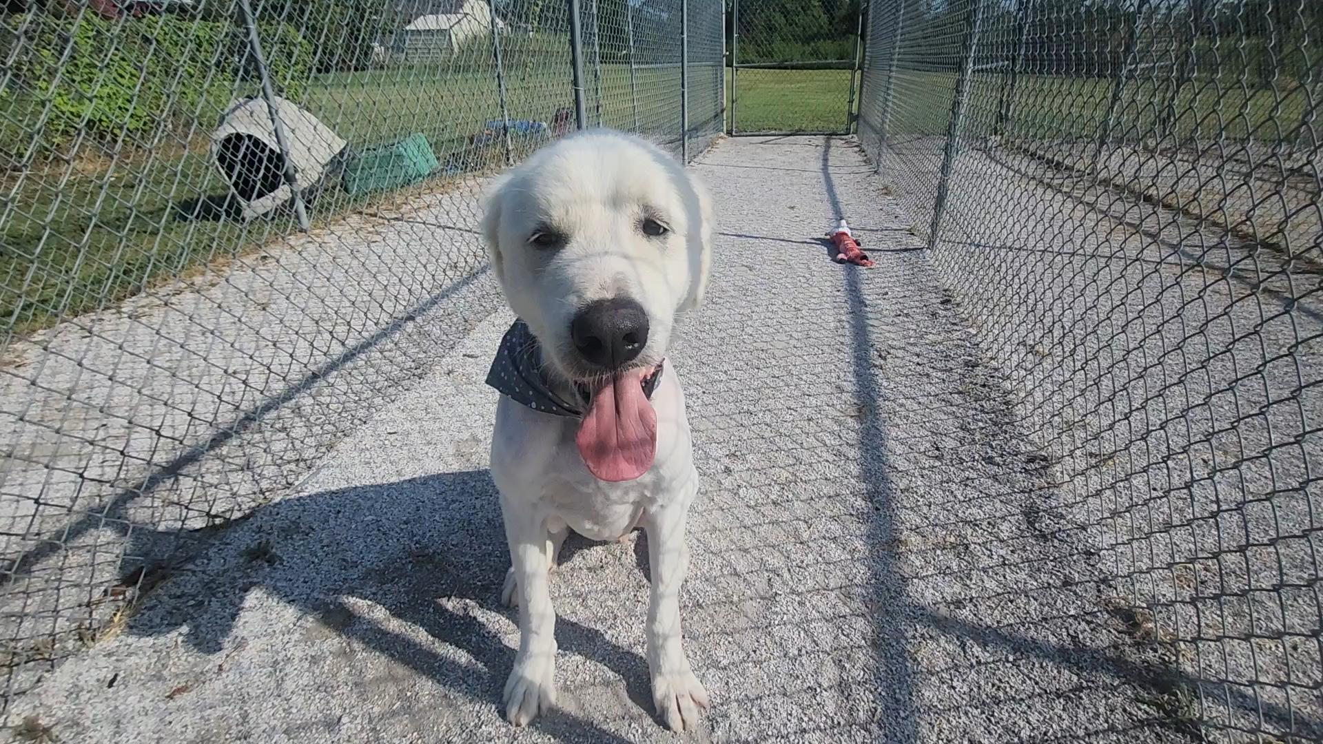 DUKE