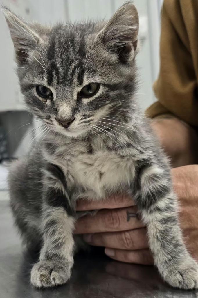 Chucky, Adopted, Kitten Male Domestic Medium Hair.