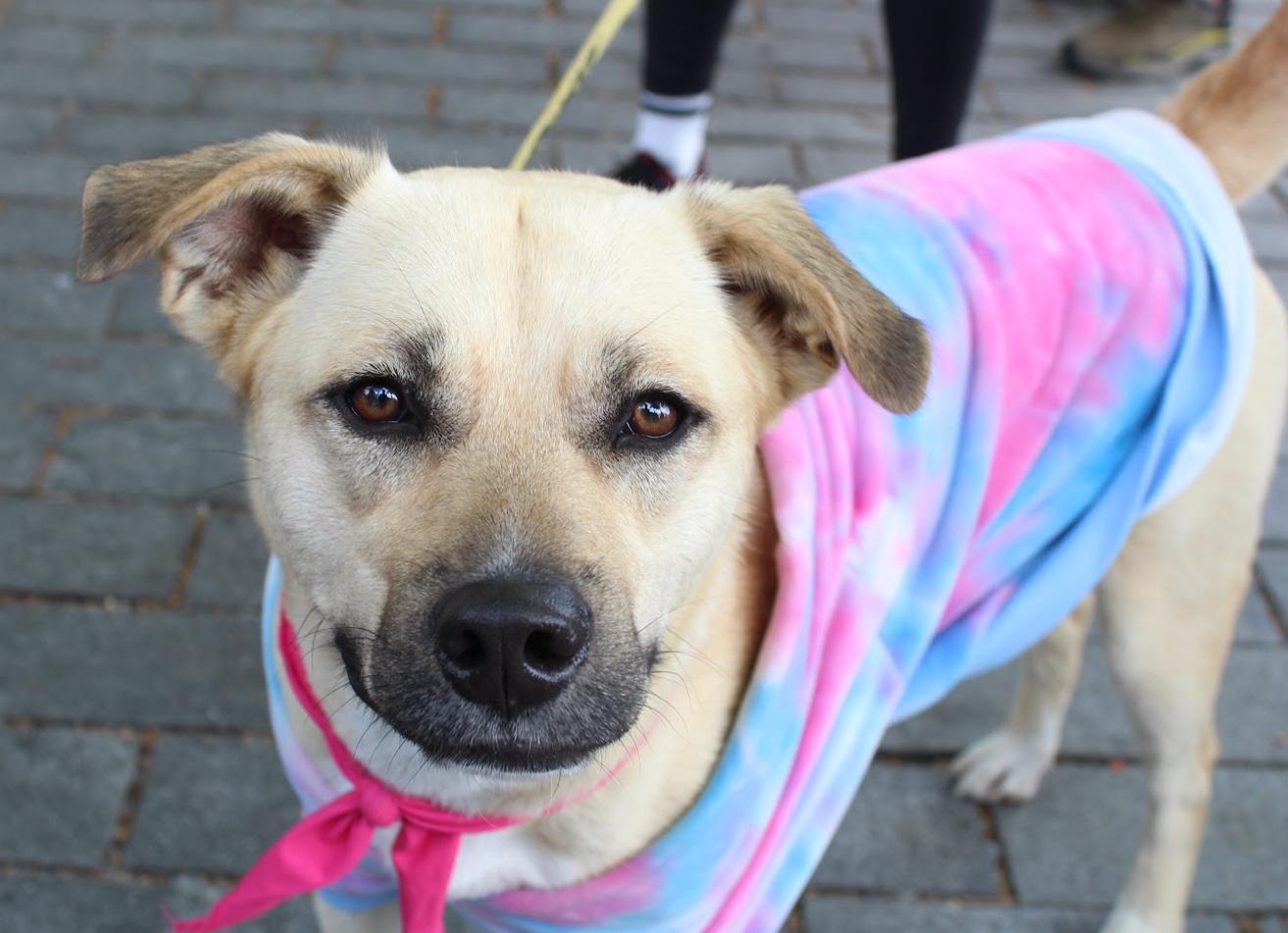 Enlarge Winnie, a Adoptable mixed breed in Washington DC, DC image 1/6