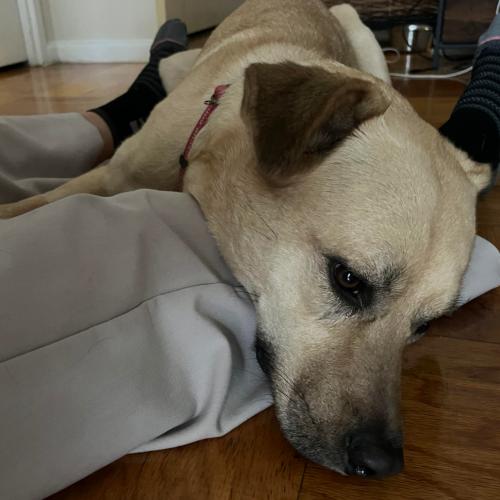 Enlarge Winnie, a Adoptable mixed breed in Washington DC, DC image 1/5