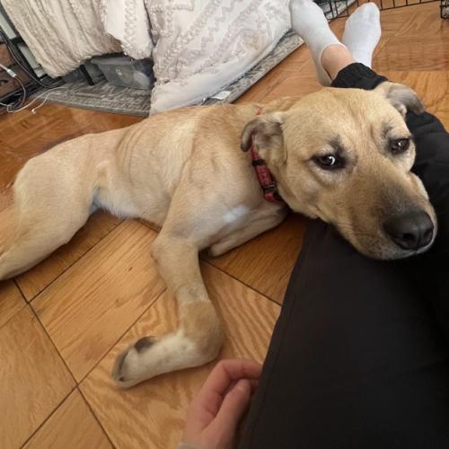 Winnie, Adoptable, Young Female Labrador Retriever & Mixed Breed.