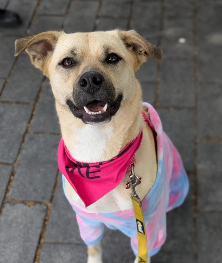 Enlarge Winnie, a Adoptable mixed breed in Washington DC, DC image 3/6
