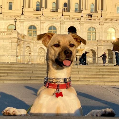 Enlarge Winnie, a Adoptable mixed breed in Washington DC, DC image 1/6