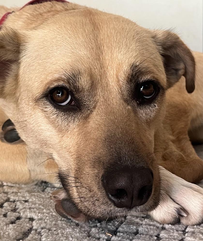 Enlarge Winnie, a Adoptable mixed breed in Washington DC, DC image 2/6