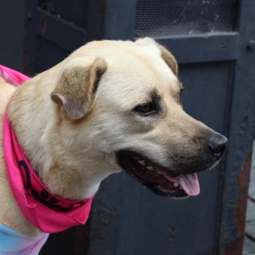 Enlarge Winnie, a Adoptable mixed breed in Washington DC, DC image 4/6