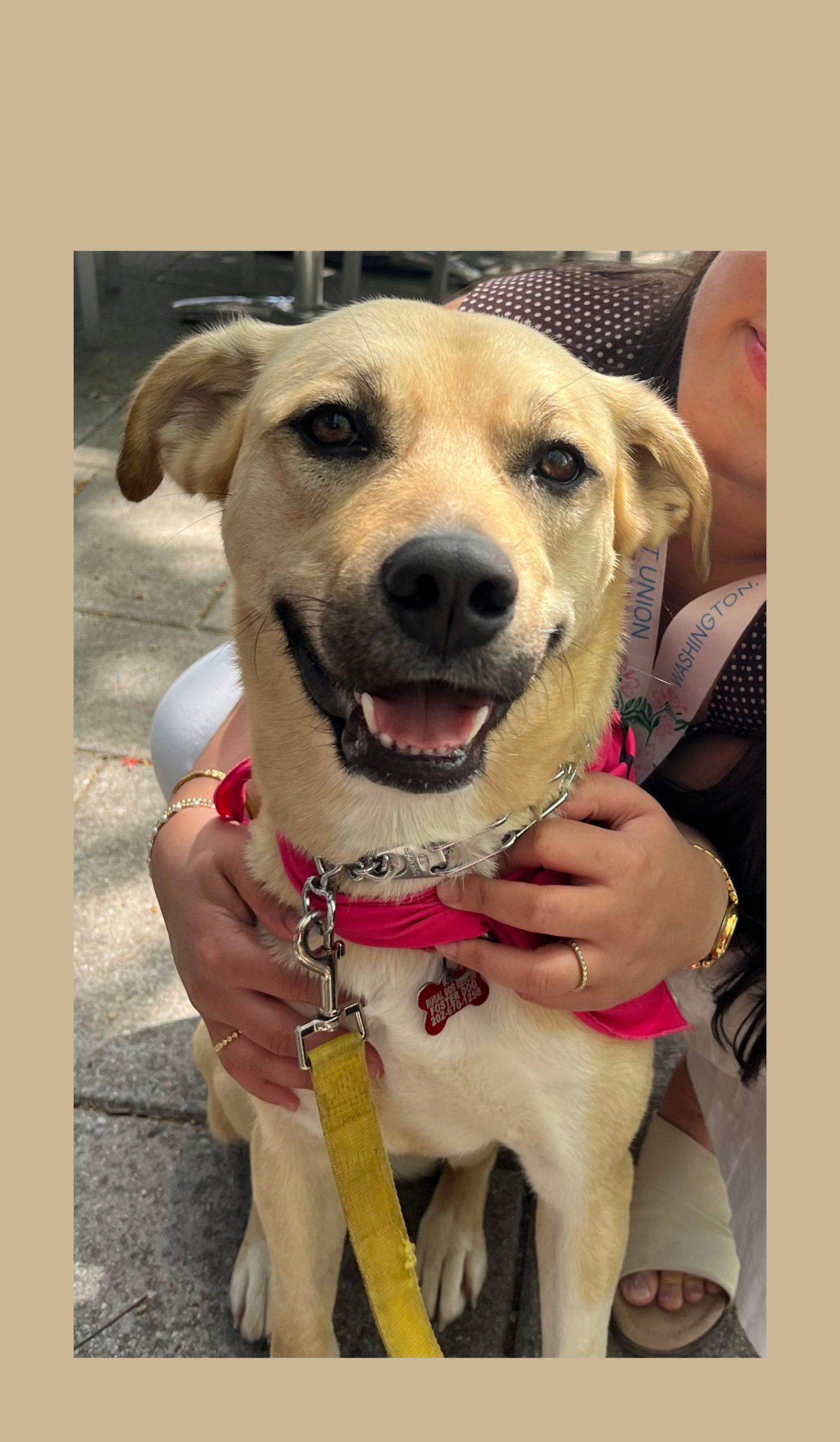 Winnie, Adoptable, Young Female Labrador Retriever & Mixed Breed.