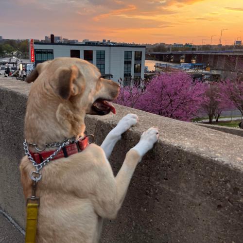 Enlarge Winnie, a Adoptable mixed breed in Washington DC, DC image 3/5