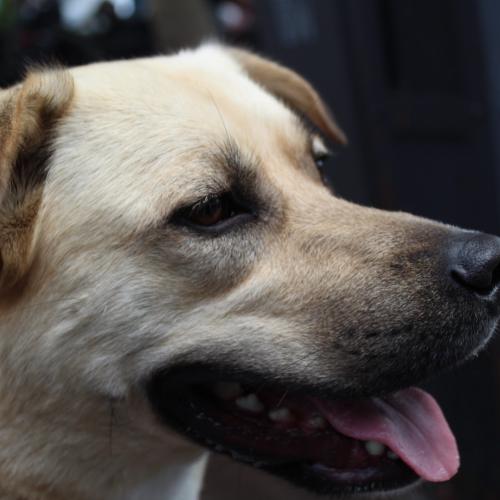 Enlarge Winnie, a Adoptable mixed breed in Washington DC, DC image 6/6