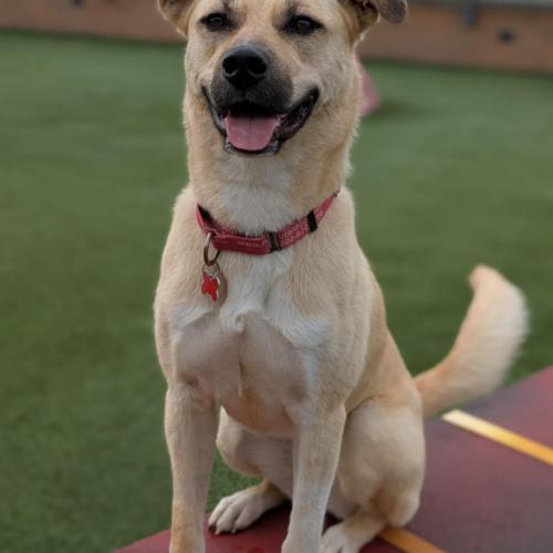 Winnie, a Adoptable mixed breed in Washington DC, DC image 4/5