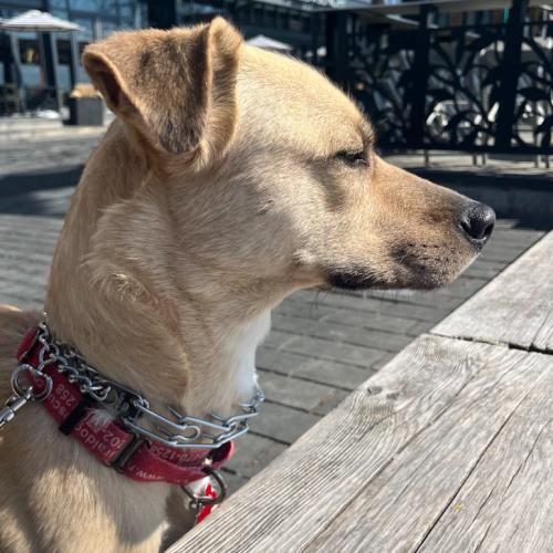 Enlarge Winnie, a Adoptable mixed breed in Washington DC, DC image 5/6