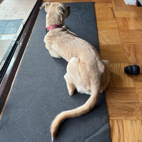 Enlarge Winnie, a Adoptable mixed breed in Washington DC, DC image 6/6