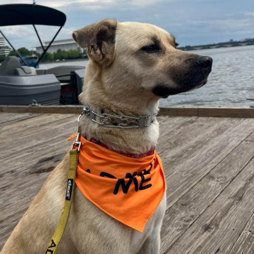 Winnie, a Adoptable mixed breed in Washington DC, DC image 5/5