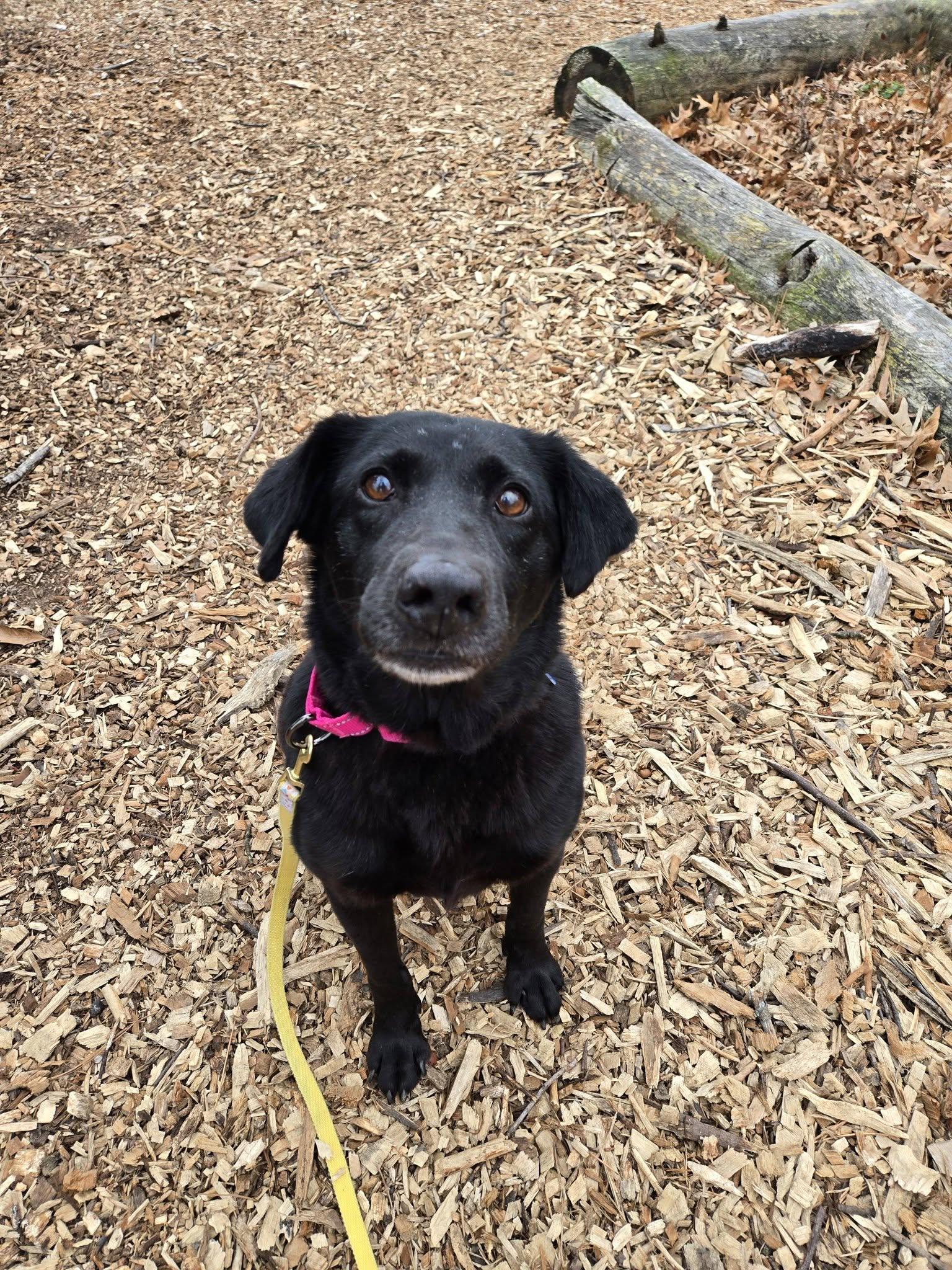 Enlarge Kiki, an adoptable mixed breed in Severn, MD image 1/6