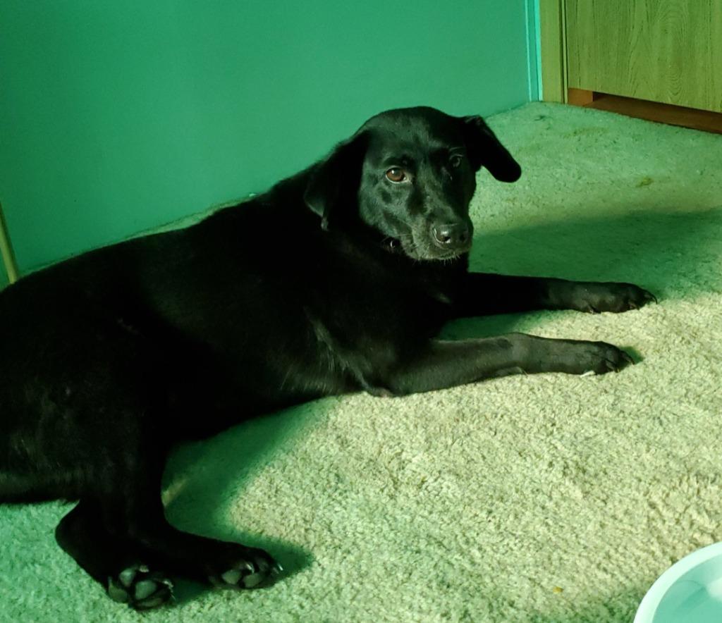 Enlarge Kiki, an adoptable mixed breed in Severn, MD image 2/6