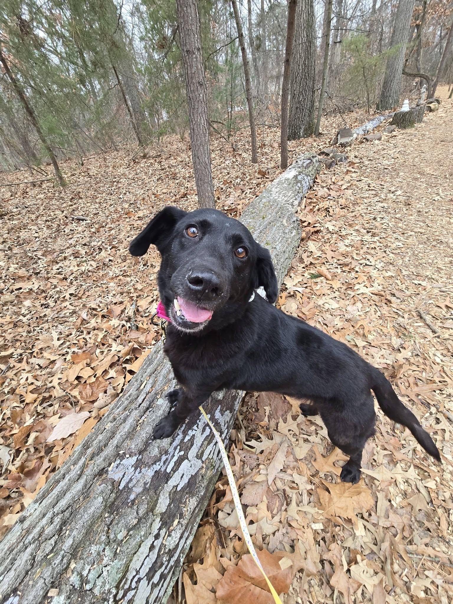 Enlarge Kiki, an adoptable mixed breed in Severn, MD image 3/6